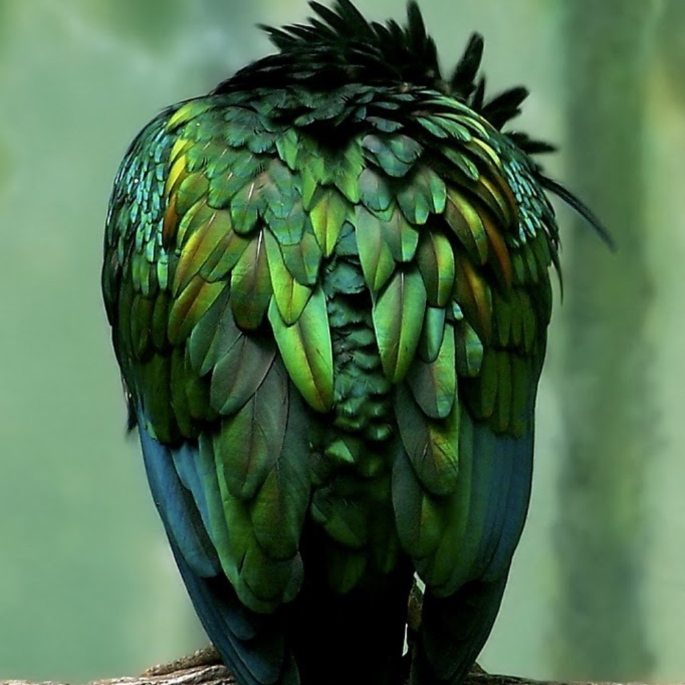 Meet your Posher, Carolgrrl